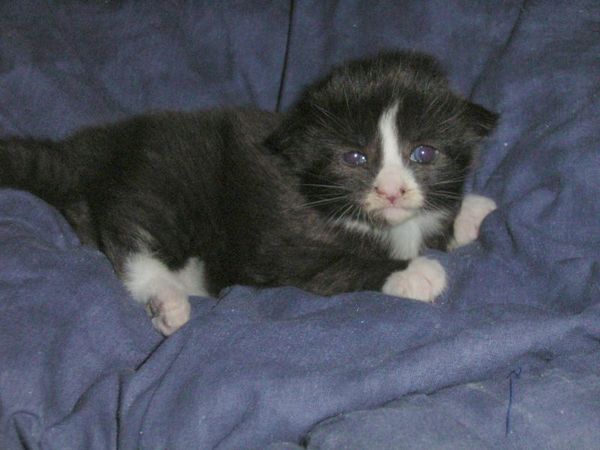 Undercover-Coon´s Ashley Bild 6