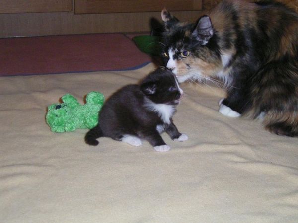Undercover-Coon´s Ashley Bild 9