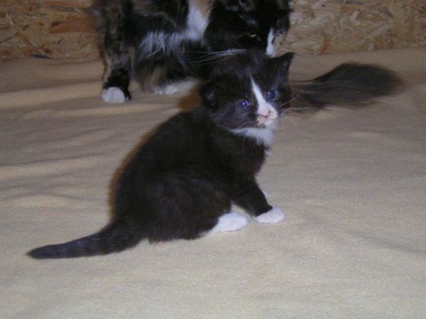 Undercover-Coon´s Ashley Bild 10