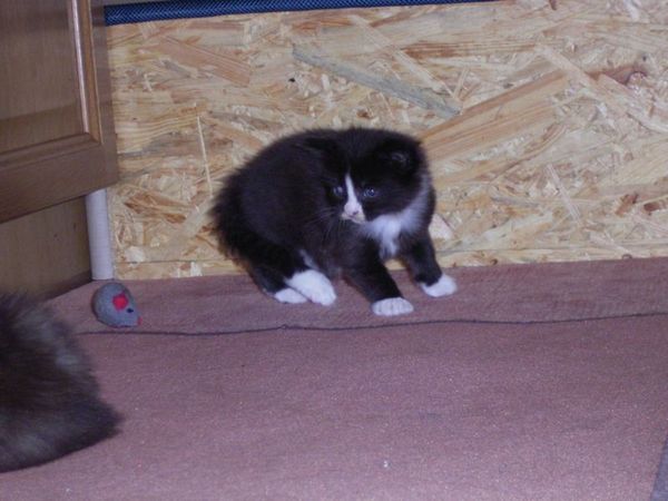 Undercover-Coon´s Ashley Bild 11