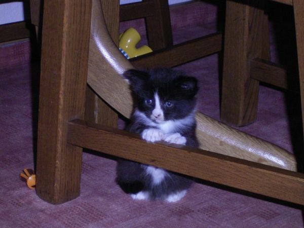 Undercover-Coon´s Ashley Bild 13