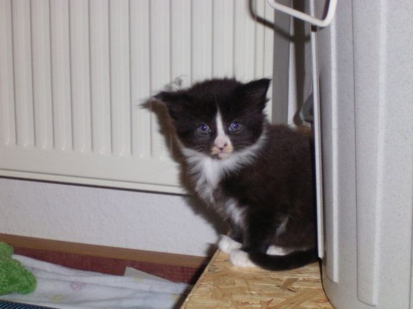 Undercover-Coon´s Ashley Bild 14