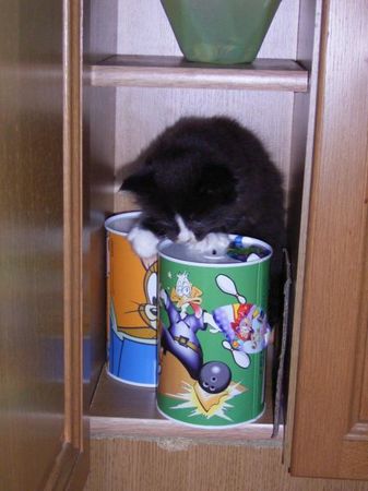Undercover-Coon´s Ashley Bild 15