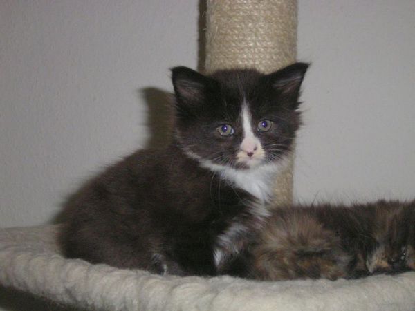 Undercover-Coon´s Ashley Bild 17