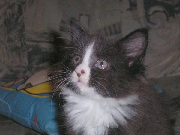 Undercover-Coon´s Ashley Bild 20