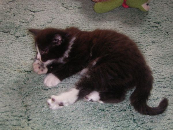 Undercover-Coon´s Ashley Bild 21