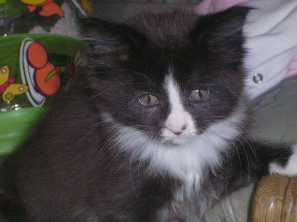 Undercover-Coon´s Ashley Bild 22