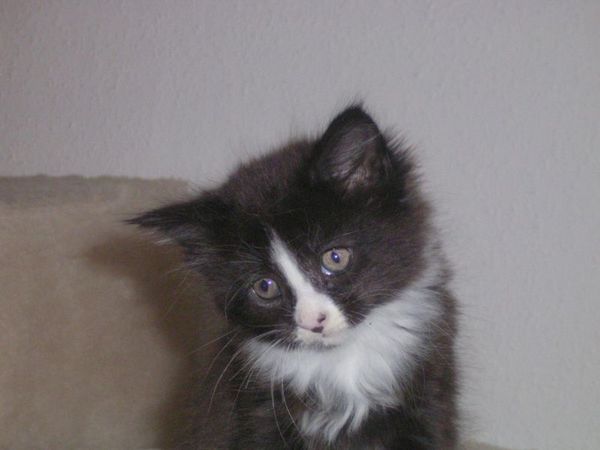 Undercover-Coon´s Ashley Bild 24