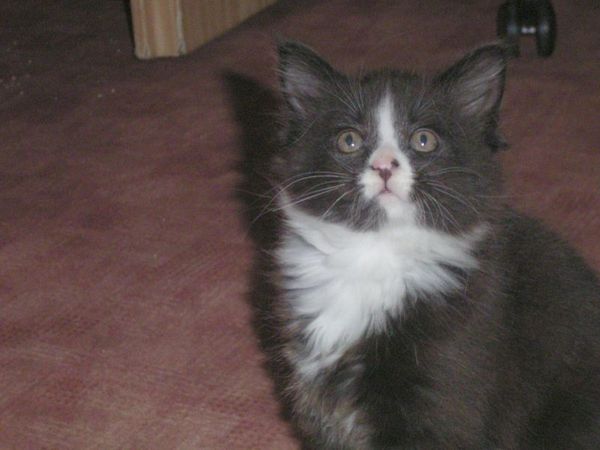 Undercover-Coon´s Ashley Bild 26