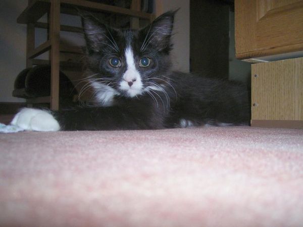 Undercover-Coon´s Ashley Bild 54