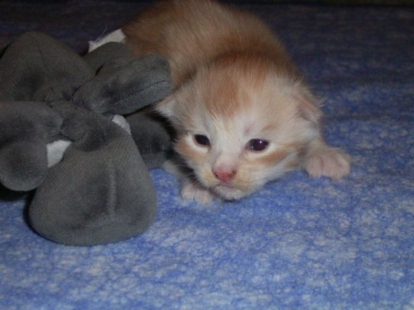 Undercover-Coon´s Atze Bild 5