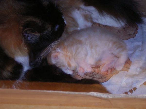 Undercover-Coon´s Atze Bild 6