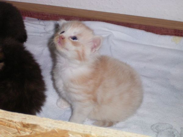Undercover-Coon´s Atze Bild 12