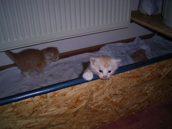 Undercover-Coon´s Atze Bild 17