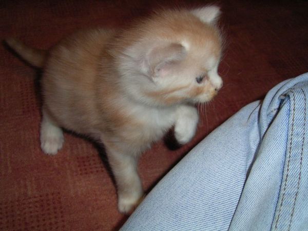 Undercover-Coon´s Atze Bild 20