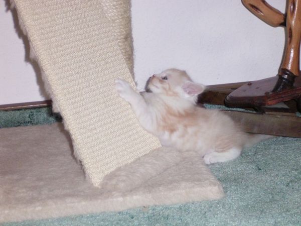 Undercover-Coon´s Atze Bild 27
