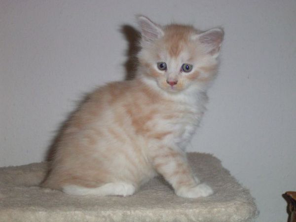 Undercover-Coon´s Atze Bild 29