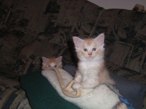 Undercover-Coon´s Atze Bild 33