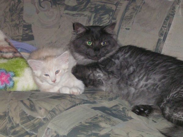 Undercover-Coon´s Atze Bild 43