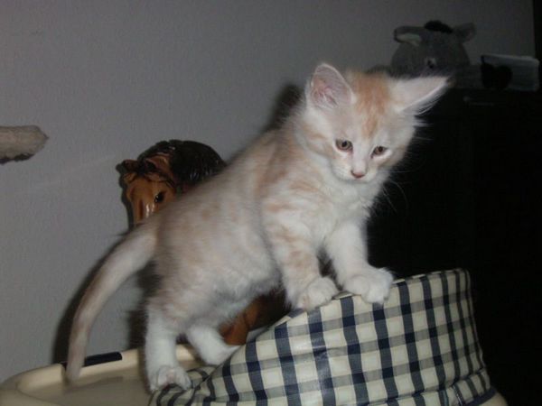 Undercover-Coon´s Atze Bild 45