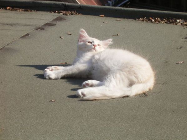 Undercover-Coon´s Atze Bild 62