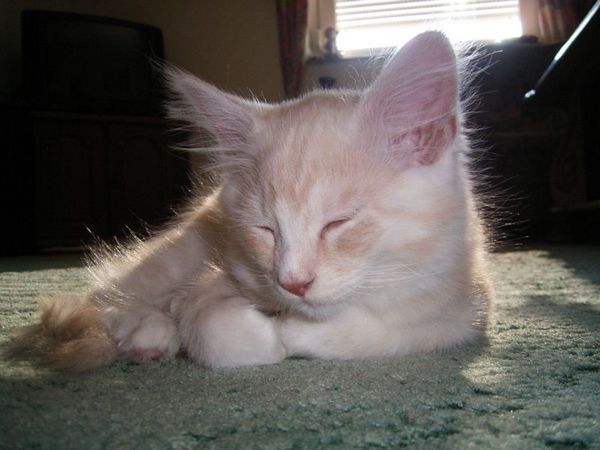 Undercover-Coon´s Atze Bild 65