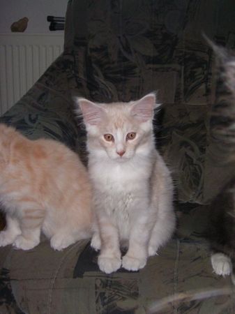 Undercover-Coon´s Atze Bild 66