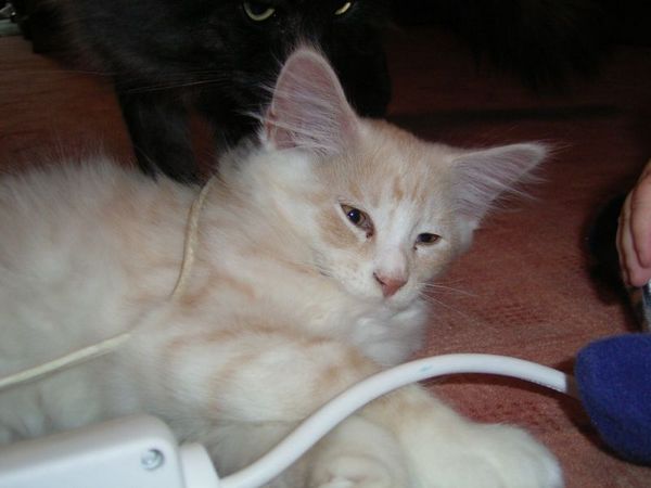 Undercover-Coon´s Atze Bild 69