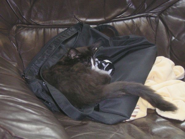 Undercover-Coon´s Ashley Bild 4