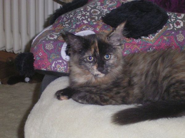 Undercover-Coon´s Emely (Amicelli) Bild 5