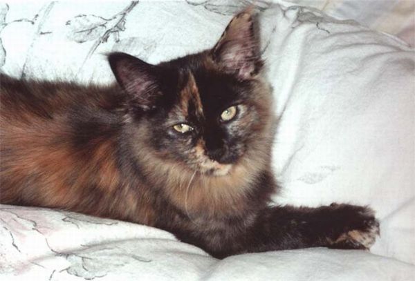 Undercover-Coon´s Emely (Amicelli) Bild 10