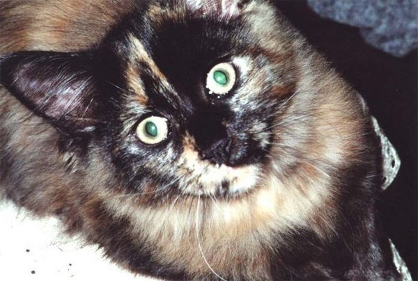 Undercover-Coon´s Emely (Amicelli) Bild 12