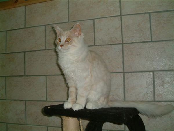 Undercover-Coon´s Atze Bild 17