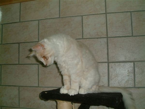 Undercover-Coon´s Atze Bild 18