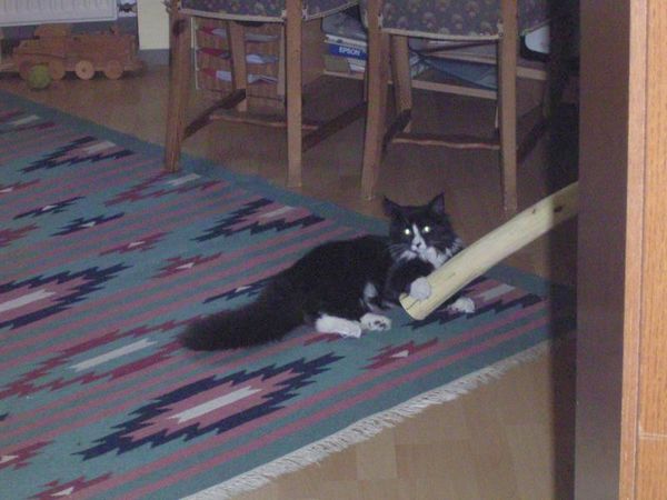Undercover-Coon´s Ashley Bild 21
