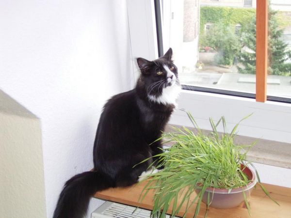 Undercover-Coon´s Ashley Bild 23