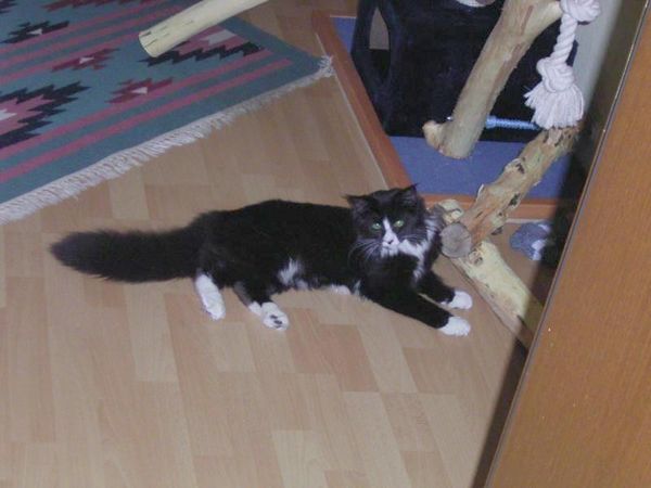 Undercover-Coon´s Ashley Bild 24