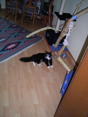Undercover-Coon´s Ashley Bild 26