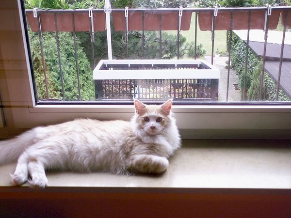 Undercover-Coon´s Angelo Bild 27