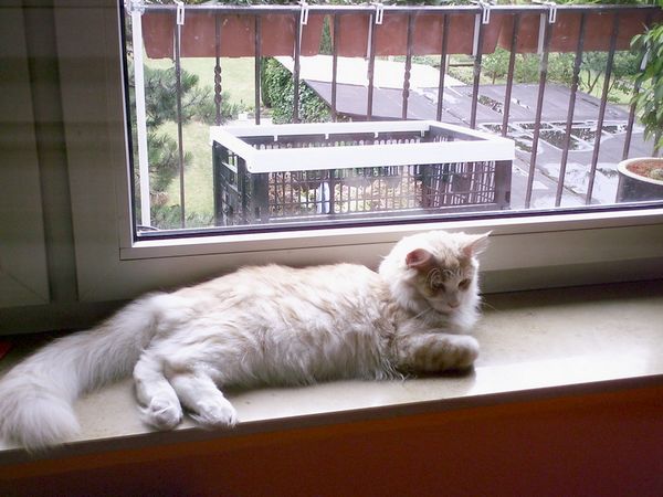 Undercover-Coon´s Angelo Bild 28