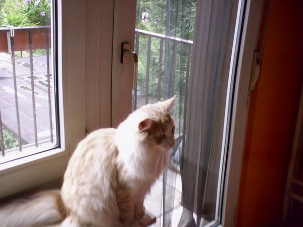 Undercover-Coon´s Angelo Bild 32
