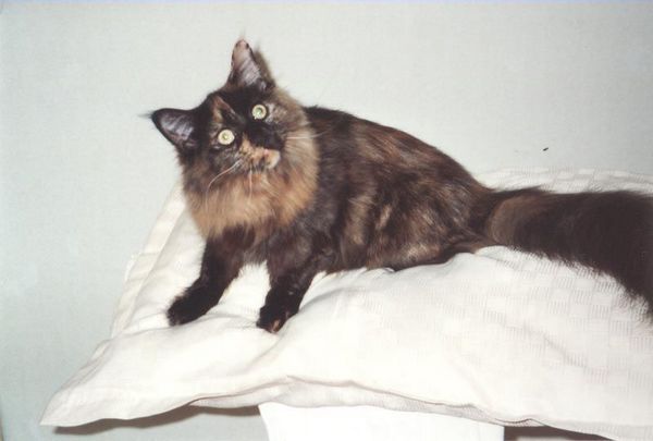 Undercover-Coon´s Emely (Amicelli) Bild 34