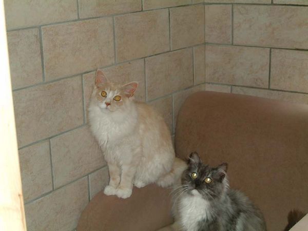 Undercover-Coon´s Atze Bild 36