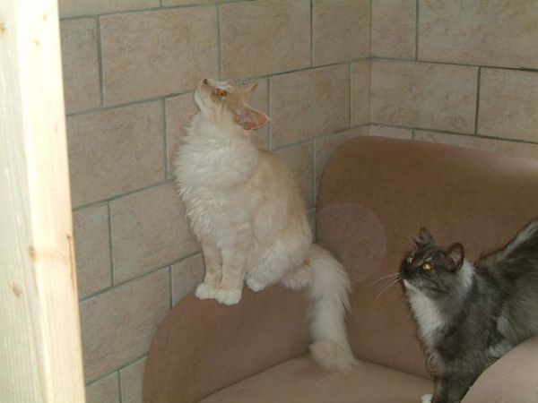 Undercover-Coon´s Atze Bild 39
