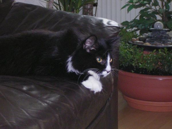 Undercover-Coon´s Ashley Bild 40
