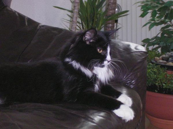 Undercover-Coon´s Ashley Bild 41
