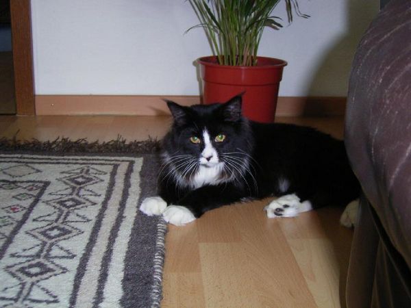 Undercover-Coon´s Ashley Bild 42