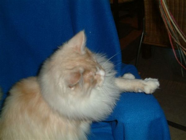 Undercover-Coon´s Atze Bild 45