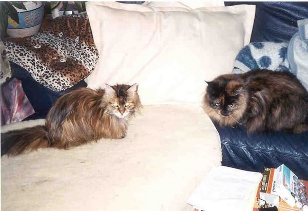 Undercover-Coon´s Emely (Amicelli) Bild 48