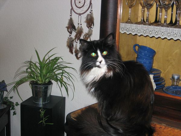 Undercover-Coon´s Ashley Bild 49